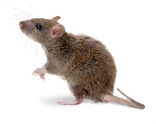 lp-controle-de-pragas-04